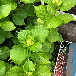 紫陽花蕾/花のある暮らし/お庭の花/お庭/紫陽花...などのインテリア実例 - 2020-05-17 10:07:08