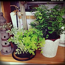 部屋全体/カウンター/植物のインテリア実例 - 2013-08-22 19:01:32