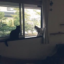 壁/天井/窓から/猫/黒猫のインテリア実例 - 2018-09-17 07:42:46