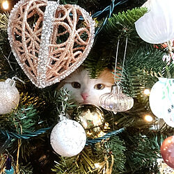 猫とクリスマスツリー/猫/カントリー/部屋全体のインテリア実例 - 2019-10-18 20:18:48