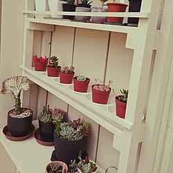 植物/日替わり投稿企画!木曜日/素晴らしきDIY/DIY/植物のある暮らし...などのインテリア実例 - 2017-05-13 00:03:01