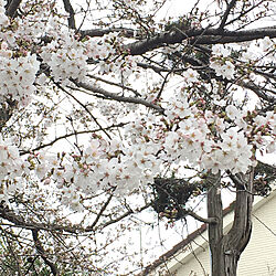 桜/実家の桜/机のインテリア実例 - 2020-03-28 20:34:07