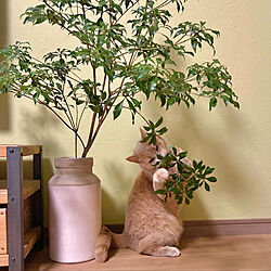 salyu/花瓶/観葉植物のある暮らし/切り枝/猫のいる暮らし...などのインテリア実例 - 2023-01-24 05:01:24