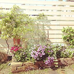 部屋全体/garden/植物/ガーデニングのインテリア実例 - 2014-05-03 08:47:22