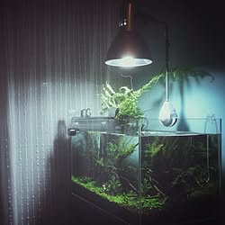 リビング/水槽/植物/aquascaping のインテリア実例 - 2013-08-12 20:53:09