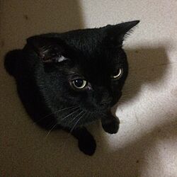 ベッド周り/ペット/黒猫/猫のインテリア実例 - 2014-09-07 01:57:22