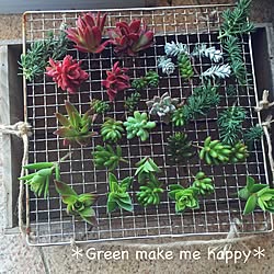 玄関/入り口/BBQ網/タニラー/多肉職人/GREEN MAKE ME HAPPY...などのインテリア実例 - 2015-05-22 22:30:09