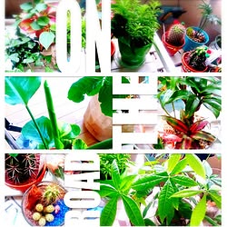 バス/トイレ/植物/日替わり投稿企画!木曜日/賃貸でも楽しく♪/いつもありがとうございます♡...などのインテリア実例 - 2017-06-15 22:09:59