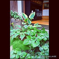 植物のある暮らし/自然と暮らす/京町家に住む/骨董品/シェードガーデン...などのインテリア実例 - 2018-05-18 15:18:12