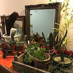 玄関/入り口/観葉植物/DIY/ハンドメイド/多肉植物のインテリア実例 - 2017-04-11 12:36:28