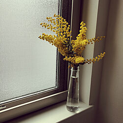 ミモザ/窓/植物のインテリア実例 - 2020-03-07 13:50:05
