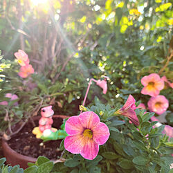 長く咲く花/東側の庭/鉢植え/カリブラコア/朝日の当たる場所...などのインテリア実例 - 2021-08-28 07:14:36