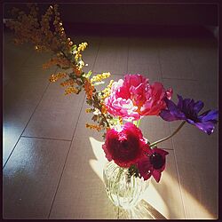 ラナンキュラス/flower/お花/アネモネ/ミモザ...などのインテリア実例 - 2014-03-25 21:25:58