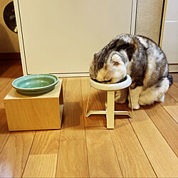 猫と暮らす/キッチンのインテリア実例 - 2022-03-07 00:56:26