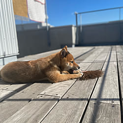 屋上/屋上のある暮らし/犬と暮らす家/柴犬がいる家/柴犬のいる暮らしのインテリア実例 - 2022-02-10 10:15:59