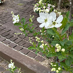 枕木と木レンガのアプローチ/バイカシモツケ/利休梅/リキュウバイ/植物のある暮らし...などのインテリア実例 - 2021-03-20 19:45:45