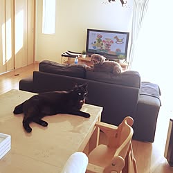 リビング/犬と猫/IKEA/いぬ/ねこバカのインテリア実例 - 2016-03-18 22:35:44