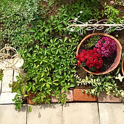 玄関/入り口/庭の花/ヘンリーヅタ/ガーデンマム/鉢植え...などのインテリア実例 - 2016-09-15 10:24:24