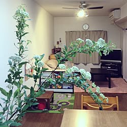 部屋全体/植物/こども/おもちゃ収納/ダイニングのインテリア実例 - 2013-03-24 22:53:32