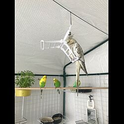 DIY/鳥部屋/部屋全体のインテリア実例 - 2020-04-14 21:14:55
