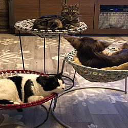 猫スペース/犬ベッド/いいね♪いつもありがとうございます❤️/猫ベッド手作り/猫ベッド手編み...などのインテリア実例 - 2020-04-03 21:08:11