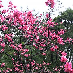 沖縄/ヒカンザクラ/桜/うちではないですが、素敵だったので♡のインテリア実例 - 2016-01-31 23:40:02