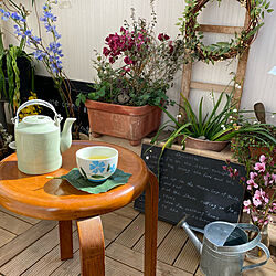日本茶も好き/青いお花がかわいい湯呑み/有田焼/湯呑みを買いました/ベランダで日本茶...などのインテリア実例 - 2021-03-25 09:49:45