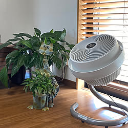 扇風機・サーキュレーター/VORNADO/観葉植物のある暮らし/リビング/ボルネードサーキュレーター...などのインテリア実例 - 2022-07-15 13:27:27