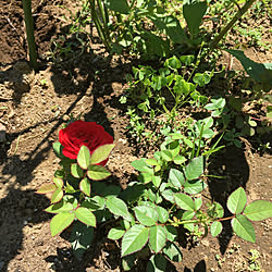 玄関/入り口/庭は雑草だらけです(^_^;)/薔薇の花/感謝の気持ちを込めて/フォローありがとうございます♡のインテリア実例 - 2018-05-20 18:42:15