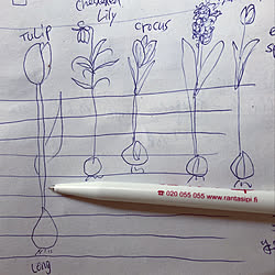 計画/季節を楽しむ暮らし/お気に入り/種まき/１人暮らし...などのインテリア実例 - 2021-03-05 22:05:17