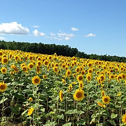 玄関/入り口/キャンプ/『ひまわり』/暑中お見舞い申し上げます☀のインテリア実例 - 2016-08-10 22:00:57