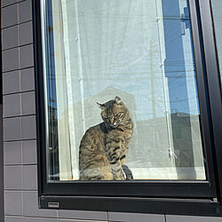 猫/シェードカーテン/窓と猫の物語2021withYKKAP/出窓のインテリア実例 - 2021-11-13 19:03:07
