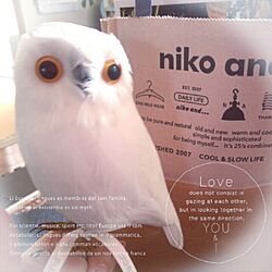 リビング/niko and…　/雑貨のインテリア実例 - 2014-02-28 16:42:57