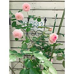 玄関/入り口/板壁DIY/薔薇が好き/ピエールドゥロンサールのインテリア実例 - 2017-05-23 08:38:41