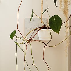 リビング/DIY/観葉植物のインテリア実例 - 2016-01-16 12:20:52