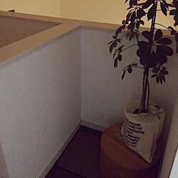 壁/天井/観葉植物/植物/ディスプレイのセンスが欲しいのインテリア実例 - 2014-04-29 19:19:57