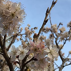 玄関/入り口/さくらんぼの実がなるのが楽しみ♡/花のある暮らし/さくらんぼの花のインテリア実例 - 2017-03-10 22:22:32