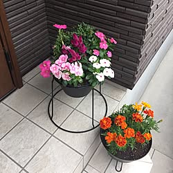 玄関/入り口/玄関のお花を夏バージョンにしました/すっきりとした暮らし/タイル壁/観葉植物...などのインテリア実例 - 2017-06-13 15:50:20