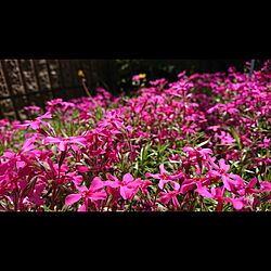 庭/庭の花/庭のお花/ピンクのインテリア実例 - 2017-04-19 13:22:22