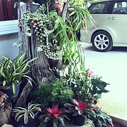 壁/天井/tropical/greenflowerさんへ/garden/easylife...などのインテリア実例 - 2013-10-06 20:41:35