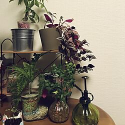 リビング/観葉植物/3COINS/雑貨のインテリア実例 - 2017-05-05 00:48:46