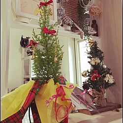 棚/クリスマスツリー/ゴールドクレスト/クリスマスプレゼント/旦那さんからのXmasPresentのインテリア実例 - 2014-12-24 13:05:05