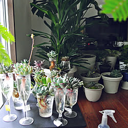 部屋全体/観葉植物/グリーンのある暮らし/ベランダガーデン/シルバーメタル...などのインテリア実例 - 2020-05-17 14:31:04