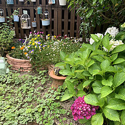 庭/ガーデニング/お花を楽しむ/紫陽花のインテリア実例 - 2021-06-03 16:20:40