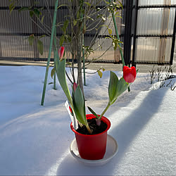 雪の表面はカリカリです/おやゆび姫(チューリップ)/快晴2℃/陽射しが気持ちがいい/乾いた土に水やりしました...などのインテリア実例 - 2022-02-09 11:01:27