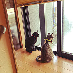 窓から外を見る猫/ねこのいる風景/白キジのん/黒猫ミースケ/玄関/入り口のインテリア実例 - 2021-03-30 09:14:41