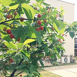 玄関/入り口/さくらんぼの木/植物詳しい方‼︎教えて下さい‼のインテリア実例 - 2014-05-03 12:16:52