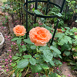 ポルカ/バラ/お庭の花のインテリア実例 - 2020-06-09 20:46:31