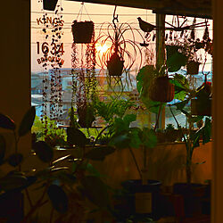 夕陽/好きなものに囲まれて暮らす/グリーンのある暮らし/植物のある暮らし/緑のある暮らし...などのインテリア実例 - 2022-04-07 18:27:17