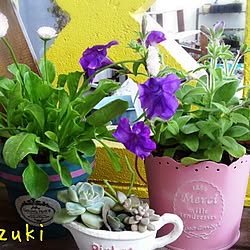 棚/植物/多肉ちゃん/blogやってます。/DIY...などのインテリア実例 - 2014-03-02 17:30:52